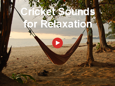 Special Sound Effects